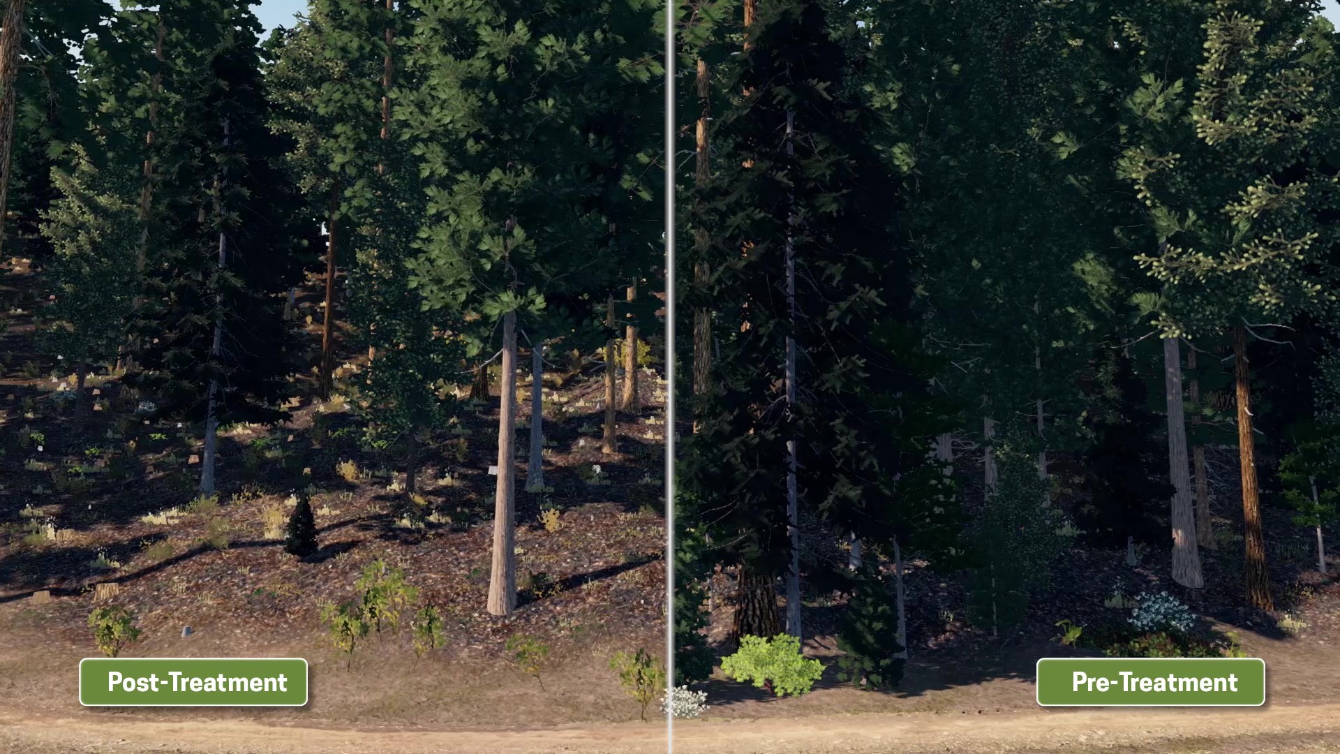 forest visualization technology